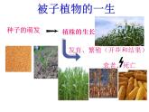 第一节   种子的萌发 课件