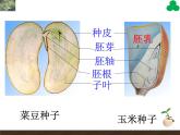 第一节   种子的萌发 课件