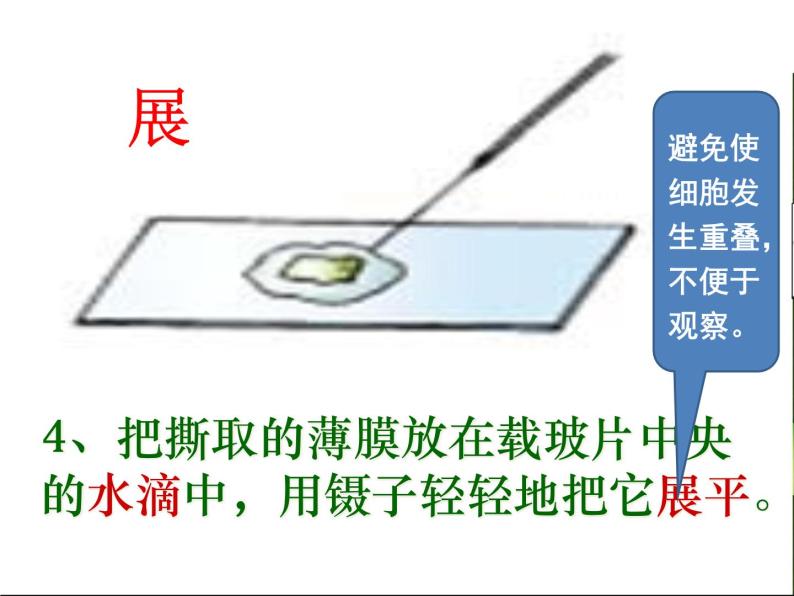 第二、三节   动、植物细胞 课件08