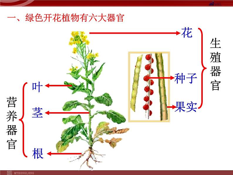 植物体的结构层次 课件+教案03