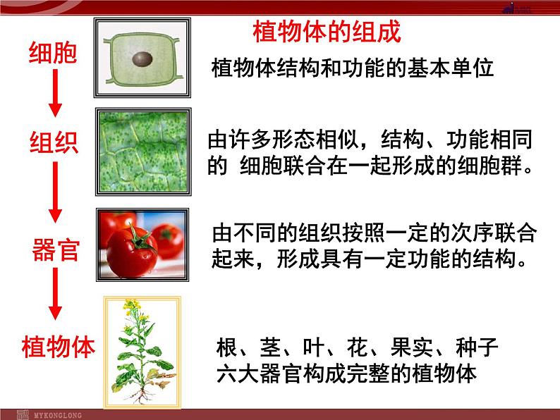 植物体的结构层次 课件+教案08