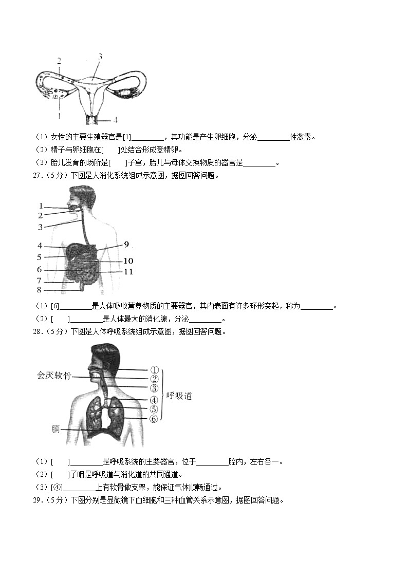 黑龙江省牡丹江市2021-2022学年七年级下学期期中生物试题(word版含答案)第3页