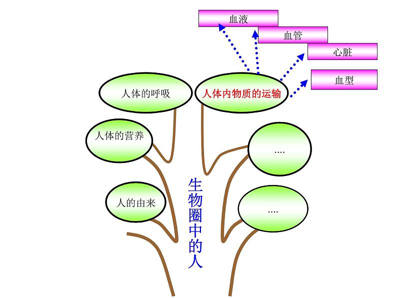 苏科版初中生物八年级上册《人体内物质的运输》课件01