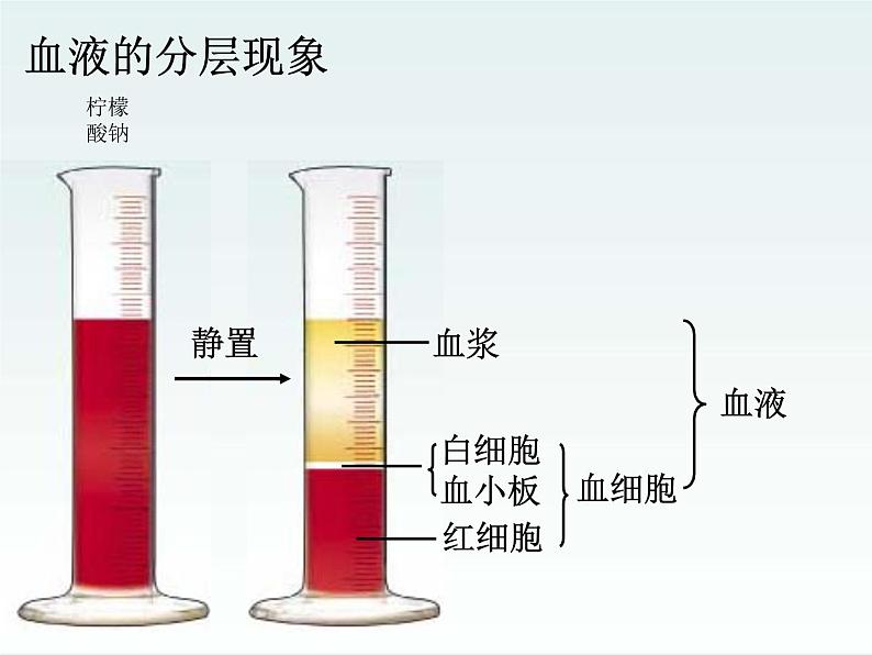 苏科版初中生物八年级上册《人体内物质的运输》课件05