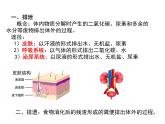 人教版初中生物七年级下册《人体内废物的排出》课件