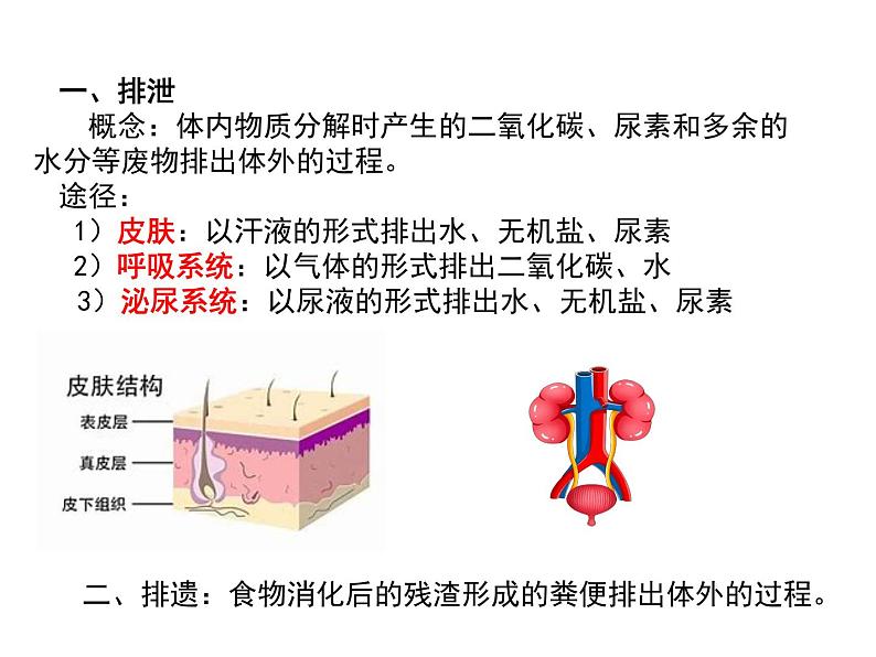 人教版初中生物七年级下册《人体内废物的排出》课件03