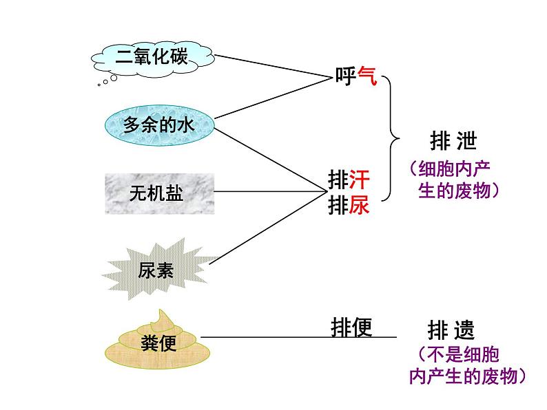 人教版初中生物七年级下册《人体内废物的排出》课件04