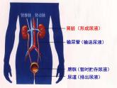 人教版初中生物七年级下册《人体内废物的排出》课件