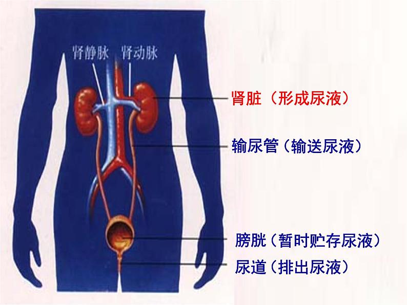 人教版初中生物七年级下册《人体内废物的排出》课件05