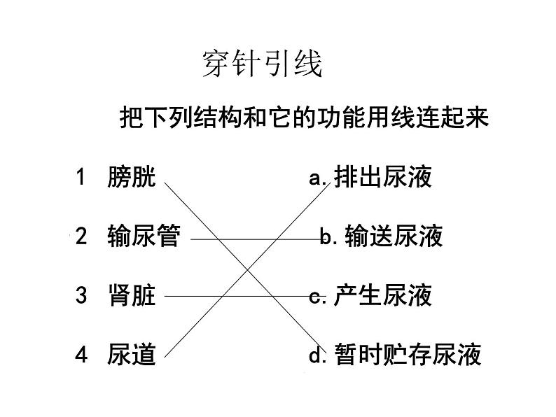 人教版初中生物七年级下册《人体内废物的排出》课件06