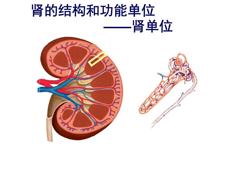 人教版初中生物七年级下册《人体内废物的排出》课件07