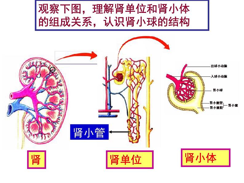 人教版初中生物七年级下册《人体内废物的排出》课件08