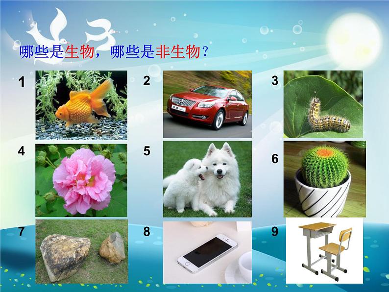 生物的基本特征课件第4页