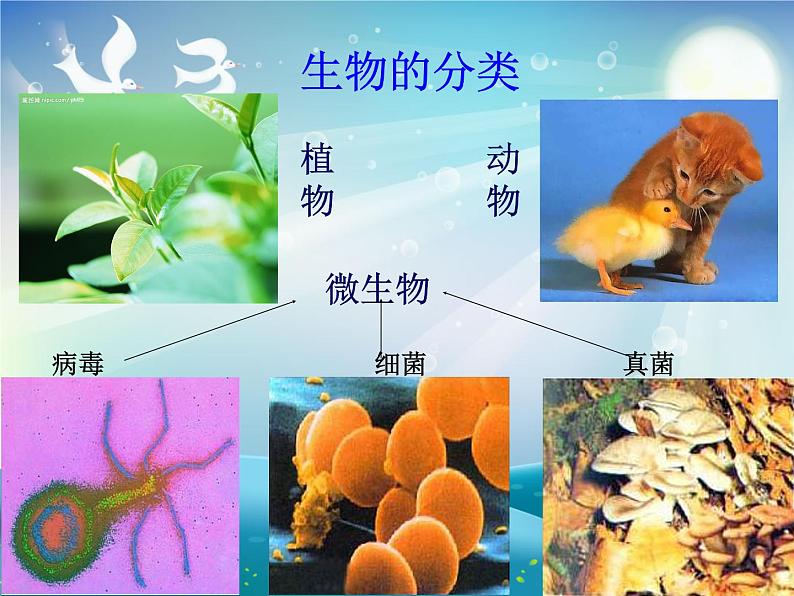 生物的基本特征课件第8页