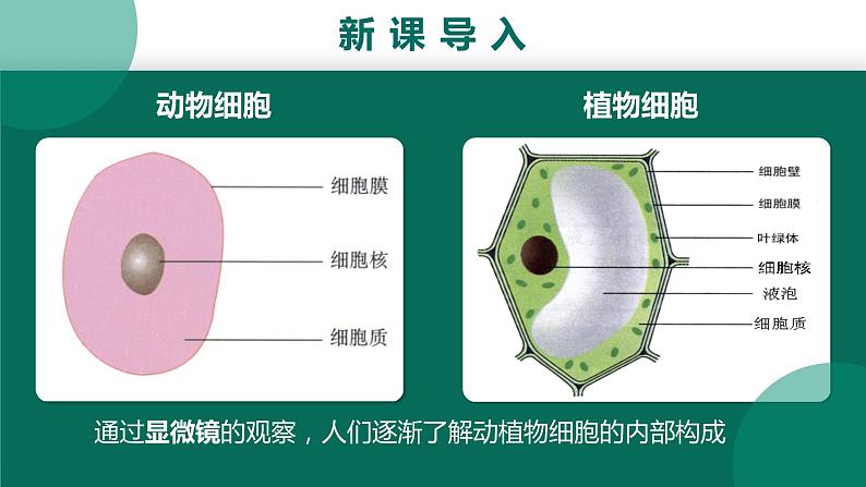 教学课件：第一章第一节：练习使用显微镜第3页