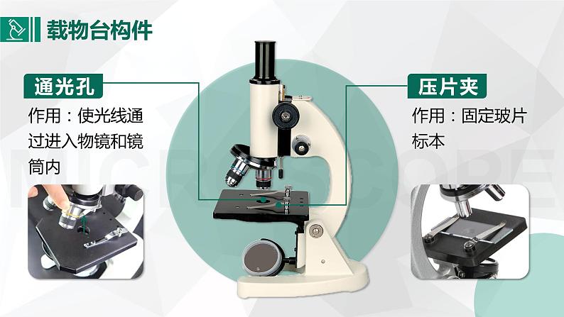 教学课件：第一章第一节：练习使用显微镜第7页