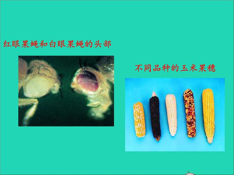 生物人教版八年级下册同步教学课件第7单元第2章生物的遗传与变异第5节生物的变异05