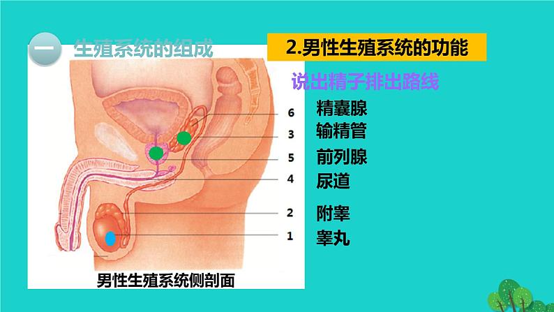 生物人教版七年级下册同步教学课件第4单元 生物圈中的人第1章 人的由来第2节人的生殖06