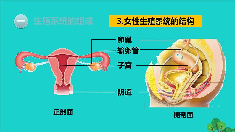 生物人教版七年级下册同步教学课件第4单元 生物圈中的人第1章 人的由来第2节人的生殖08