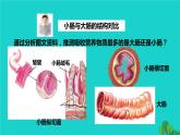 生物人教版七年级下册同步教学课件第4单元 生物圈中的人第2章 人体的营养第2节消化和吸收第2课时营养物质的吸收