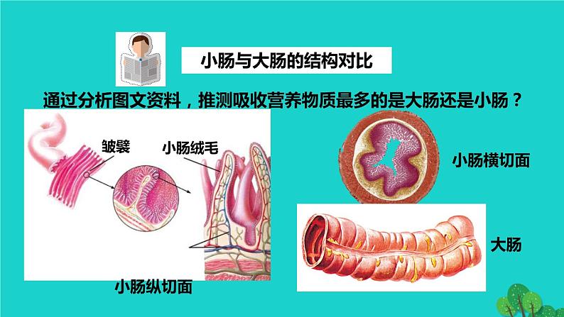 生物人教版七年级下册同步教学课件第4单元 生物圈中的人第2章 人体的营养第2节消化和吸收第2课时营养物质的吸收04