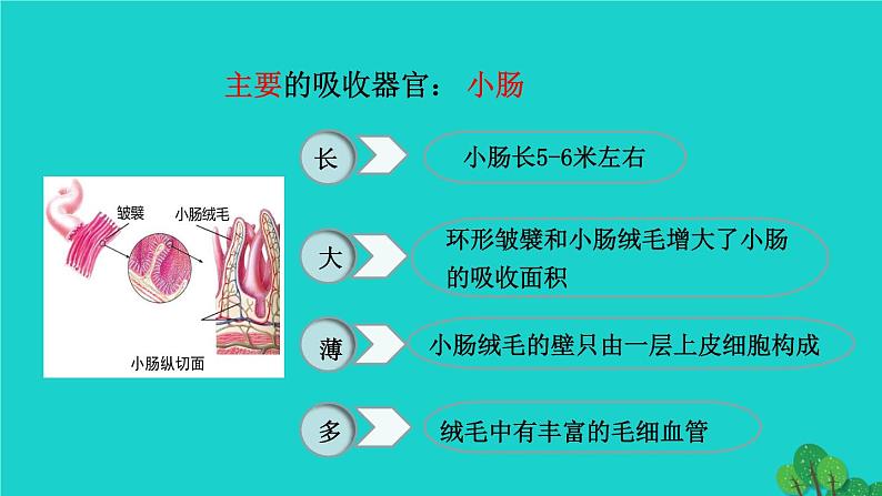 生物人教版七年级下册同步教学课件第4单元 生物圈中的人第2章 人体的营养第2节消化和吸收第2课时营养物质的吸收06