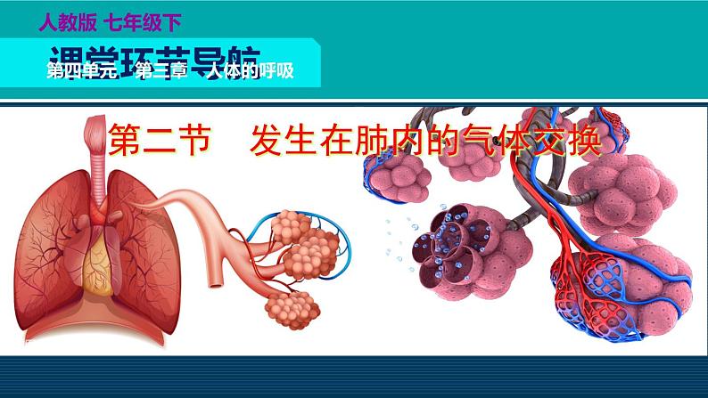 生物人教版七年级下册同步教学课件第4单元 生物圈中的人第3章 人体的呼吸第2节发生在肺内的气体交换03