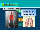 生物人教版七年级下册同步教学课件第4单元 生物圈中的人第3章 人体的呼吸第2节发生在肺内的气体交换
