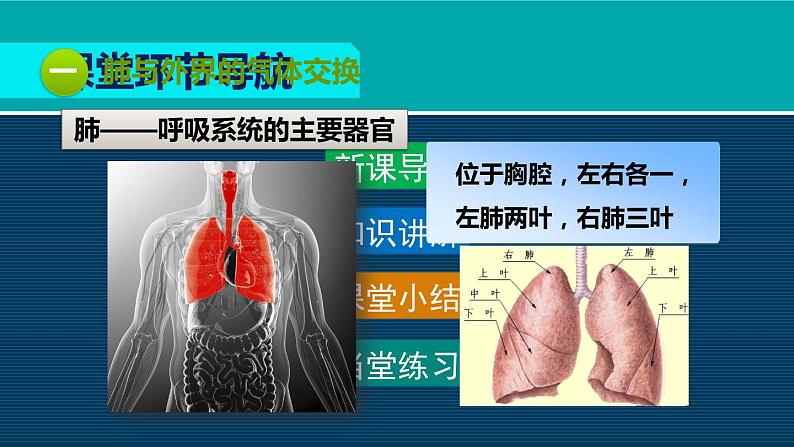 生物人教版七年级下册同步教学课件第4单元 生物圈中的人第3章 人体的呼吸第2节发生在肺内的气体交换05