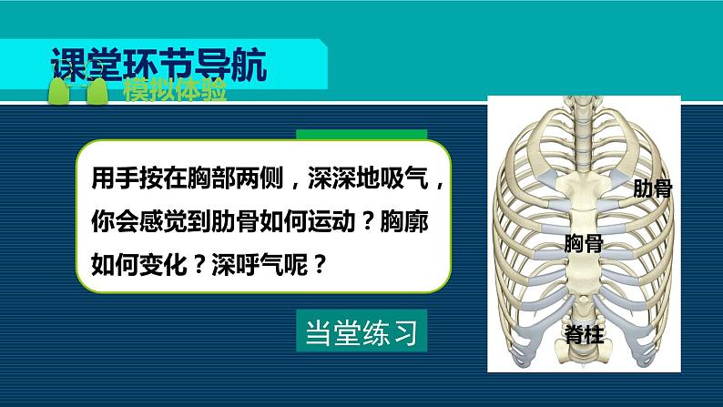 生物人教版七年级下册同步教学课件第4单元 生物圈中的人第3章 人体的呼吸第2节发生在肺内的气体交换07