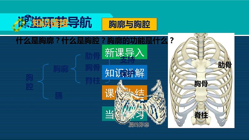 生物人教版七年级下册同步教学课件第4单元 生物圈中的人第3章 人体的呼吸第2节发生在肺内的气体交换08