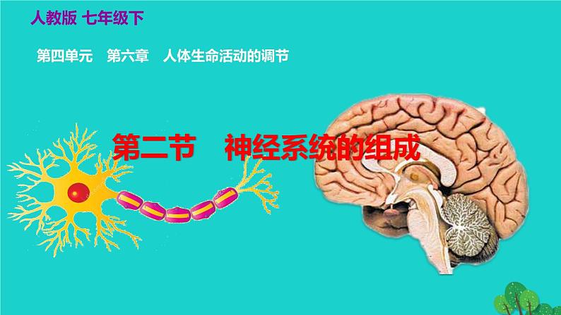 生物人教版七年级下册同步教学课件第4单元 生物圈中的人第6章 人体生命活动的调节第2节神经系统的组成第2页