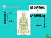 生物人教版七年级下册同步教学课件第4单元 生物圈中的人第6章 人体生命活动的调节第2节神经系统的组成