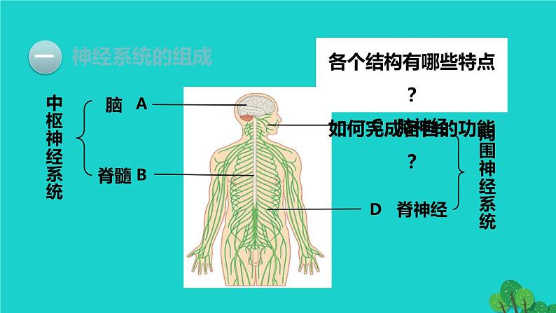 生物人教版七年级下册同步教学课件第4单元 生物圈中的人第6章 人体生命活动的调节第2节神经系统的组成第4页