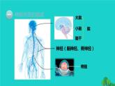 生物人教版七年级下册同步教学课件第4单元 生物圈中的人第6章 人体生命活动的调节第2节神经系统的组成