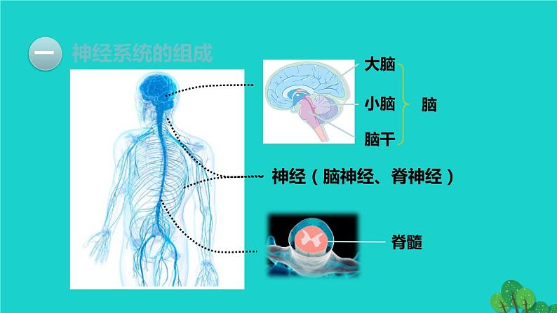 生物人教版七年级下册同步教学课件第4单元 生物圈中的人第6章 人体生命活动的调节第2节神经系统的组成第5页