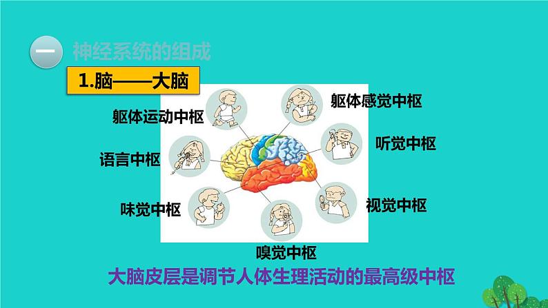 生物人教版七年级下册同步教学课件第4单元 生物圈中的人第6章 人体生命活动的调节第2节神经系统的组成第7页