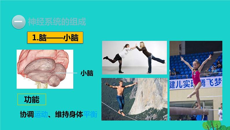 生物人教版七年级下册同步教学课件第4单元 生物圈中的人第6章 人体生命活动的调节第2节神经系统的组成第8页