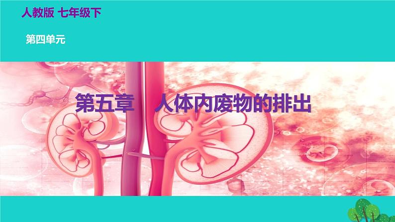 生物人教版七年级下册同步教学课件第4单元 生物圈中的人第5章 人体内废物的排出02