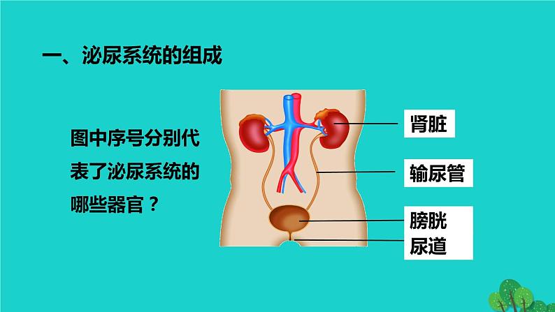 生物人教版七年级下册同步教学课件第4单元 生物圈中的人第5章 人体内废物的排出06