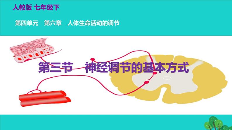 生物人教版七年级下册同步教学课件第4单元 生物圈中的人第6章 人体生命活动的调节第3节神经调节的基本方式第2页