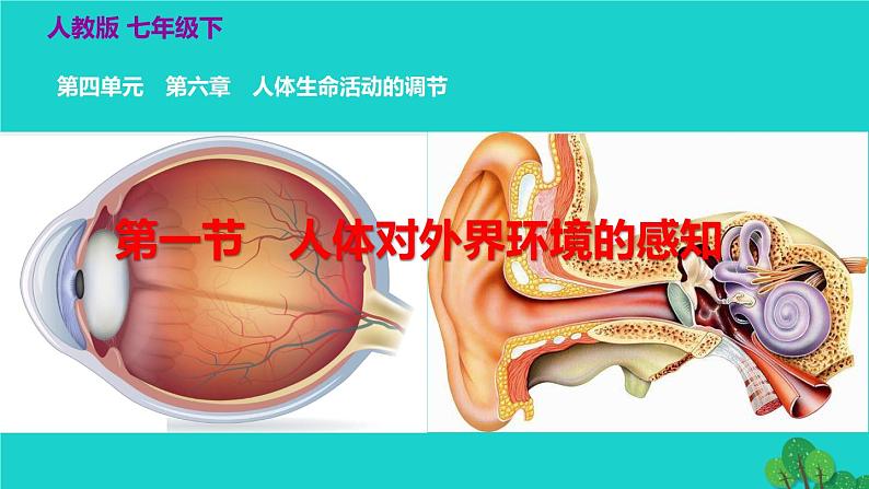 生物人教版七年级下册同步教学课件第4单元 生物圈中的人第6章 人体生命活动的调节第1节人体对外界环境的感知第2页