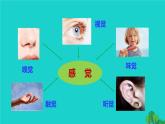 生物人教版七年级下册同步教学课件第4单元 生物圈中的人第6章 人体生命活动的调节第1节人体对外界环境的感知