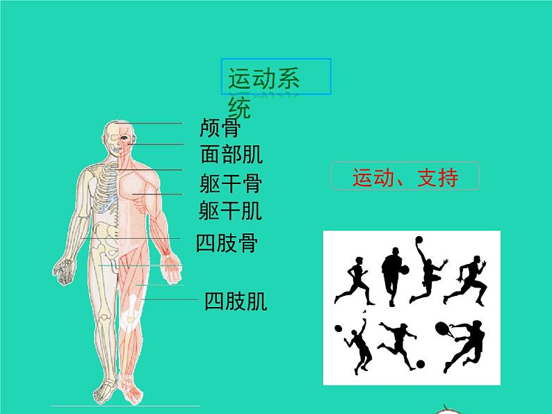 生物苏教版七年级下册同步教学课件第4单元 生物圈中的人第8章人的生殖和发育第3节人体概述1第5页