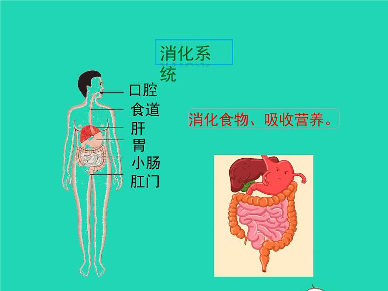 生物苏教版七年级下册同步教学课件第4单元 生物圈中的人第8章人的生殖和发育第3节人体概述1第6页