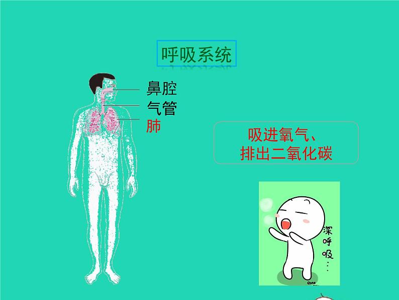 生物苏教版七年级下册同步教学课件第4单元 生物圈中的人第8章人的生殖和发育第3节人体概述1第7页