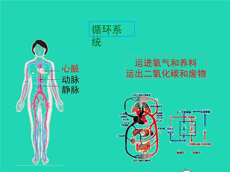 生物苏教版七年级下册同步教学课件第4单元 生物圈中的人第8章人的生殖和发育第3节人体概述1第8页