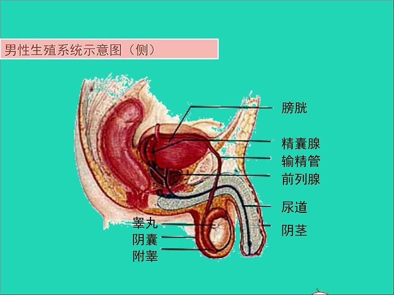 生物人教版七年级下册同步教学课件第4单元 生物圈中的人第1章人的由来第2节人的生殖05