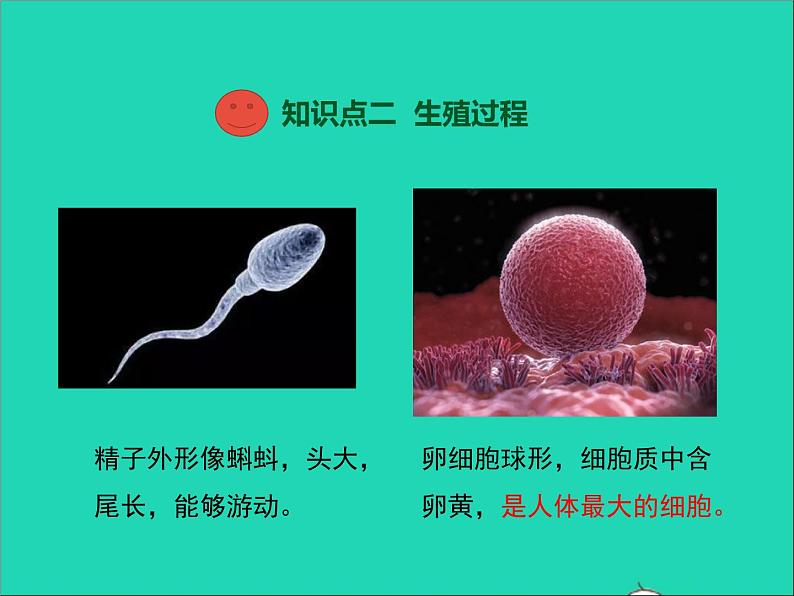 生物人教版七年级下册同步教学课件第4单元 生物圈中的人第1章人的由来第2节人的生殖08