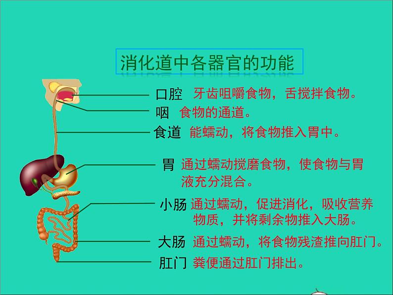 生物人教版七年级下册同步教学课件第4单元 生物圈中的人第2章人体的营养第2节消化和吸收第1课时人体的消化系统04